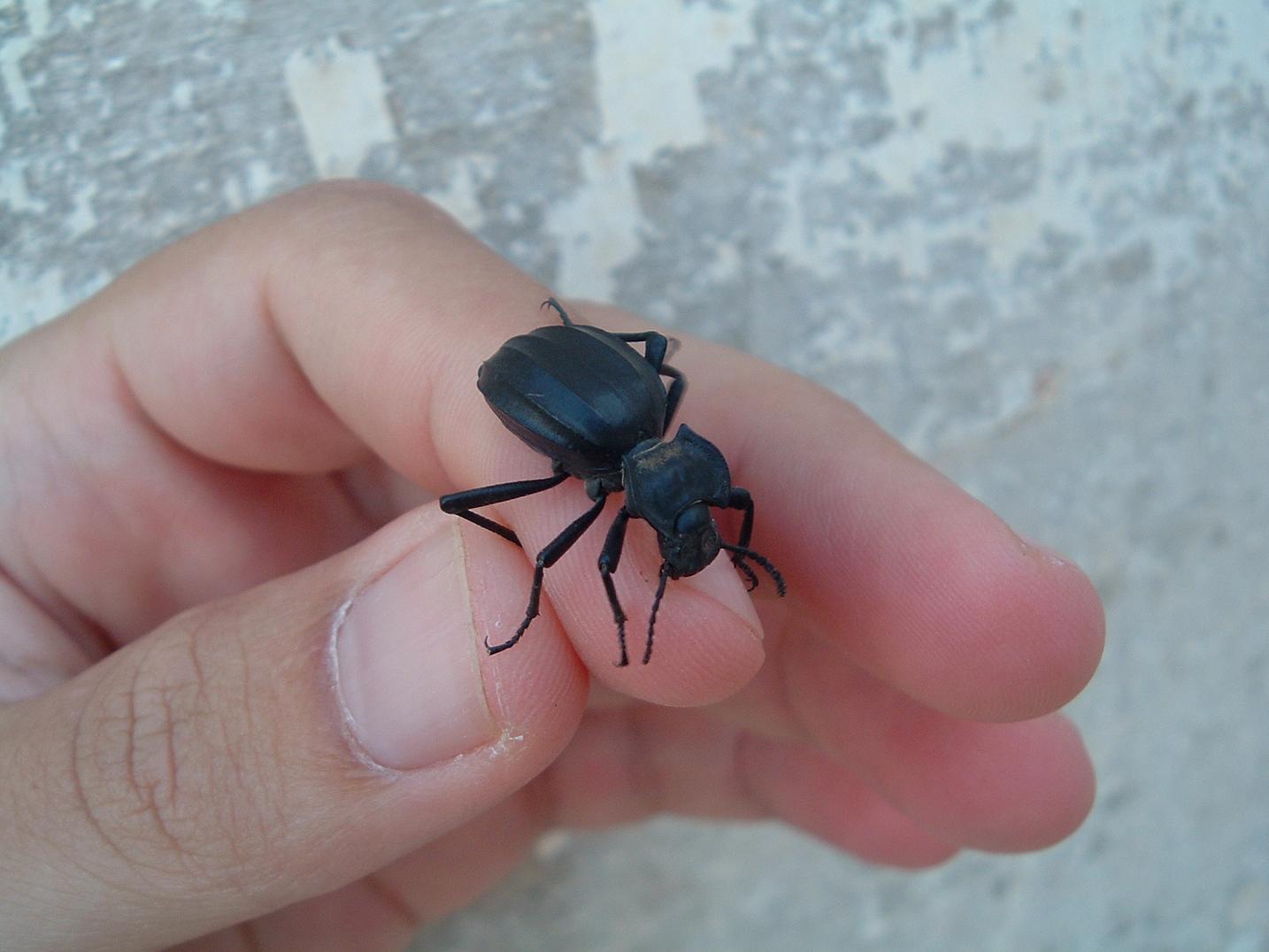 Coleotteri di Pantelleria